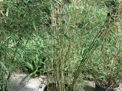 Bambou en pot