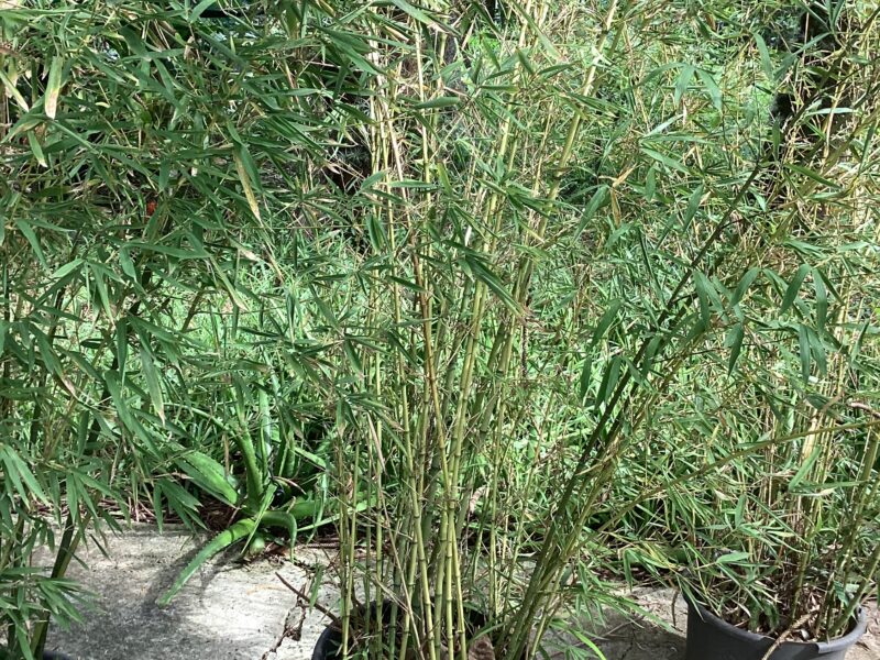Bambou en pot